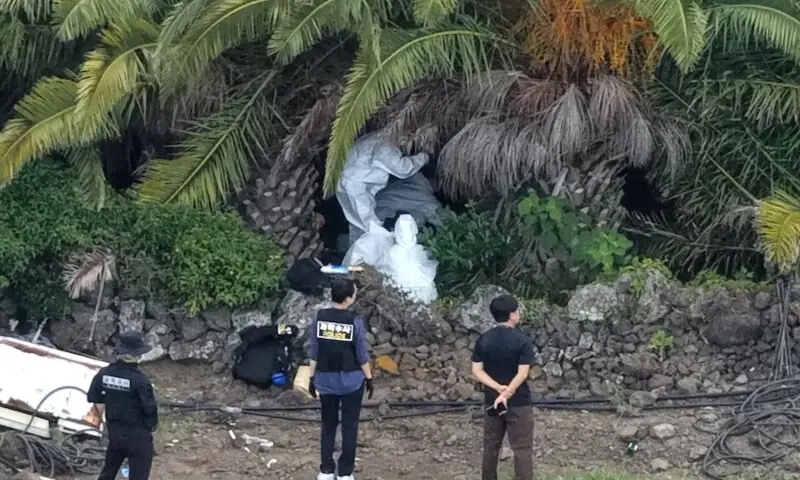 Police officers inspect the scene where the body of missing person Jang Mi-ran was discovered at a palm tree farm in Jeju on the Jeju island, South Korea, on August 24, 2026. — Reuters/File Police officers inspect the scene where the body of missing person Jang Mi-ran was discovered at a palm tree farm in Jeju on the Jeju island, South Korea, on August 24, 2026. — Reuters/File