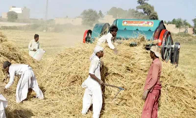 Threshing of wheat is ongoing in Tandojam.— Dawn/File Threshing of wheat is ongoing in Tandojam.— Dawn/File