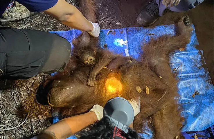 RESCUERS evacuate the orangutans as wildfires rage in Indonesia.&mdash;AFP