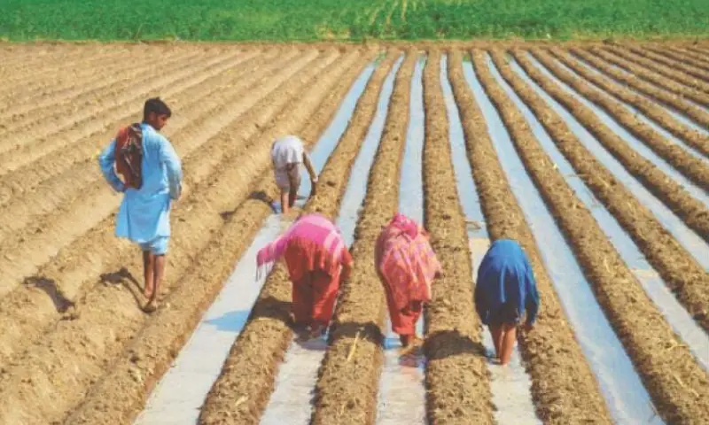 Only 2pc ever-married women own land in Pakistan: study