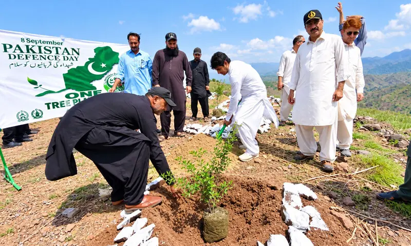 Saplings being planted on the outskirts of Peshawar. &mdash; White Star