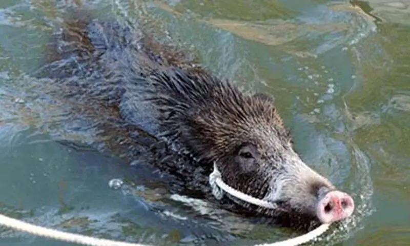 Villagers said this was the third wild boar attack on local farms in a few days. — File Photo by AFP Villagers said this was the third wild boar attack on local farms in a few days. — File Photo by AFP