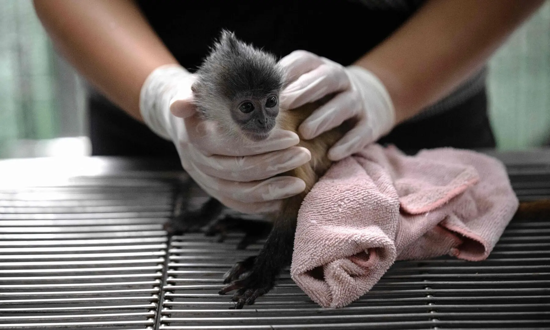 This photo taken on June 29, 2026 shows a six month-old leaf monkey that was intercepted by the Wildlife Crime Intelligence Unit at Suvarnabhumi airport bound for India, in the hands of vetenarian Thanawadee Phaichana at the Department of National Parks, Wildlife and Plant Conservation (DNP) headquarters in Bangkok. —AFP This photo taken on June 29, 2026 shows a six month-old leaf monkey that was intercepted by the Wildlife Crime Intelligence Unit at Suvarnabhumi airport bound for India, in the hands of vetenarian Thanawadee Phaichana at the Department of National Parks, Wildlife and Plant Conservation (DNP) headquarters in Bangkok. —AFP