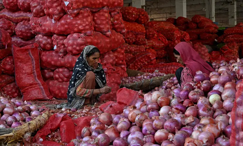 Onion price surged over 125 per cent year-on-year in the week ending Sept 10.—AFP Onion price surged over 125 per cent year-on-year in the week ending Sept 10.—AFP
