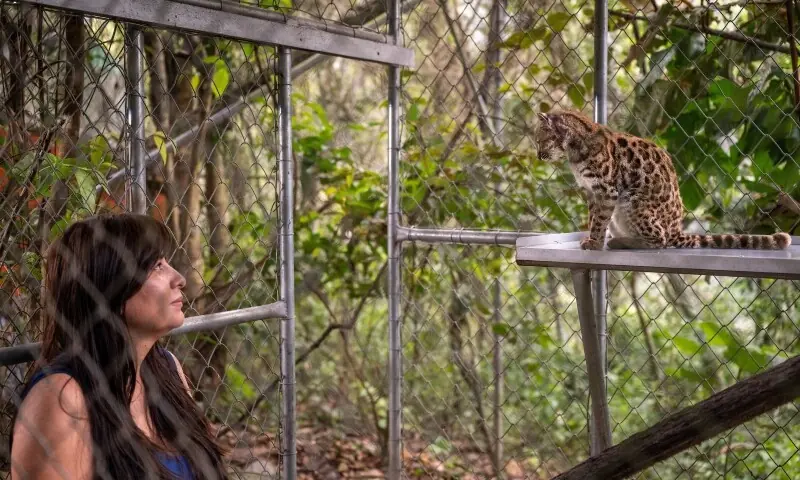 National Geographic Explorer Paola Nogales Ascarrunz, who led the research that identified Leopardus tilcayo as a new species, observes the cat at the Senda Verde animal refuge in the Yungas region, in Bolivia, on September 1, 2026. &mdash; Reuters