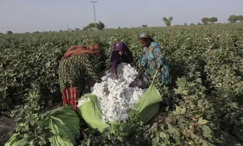 Labourers harvest cotton in a field. &mdash; Reuters/File