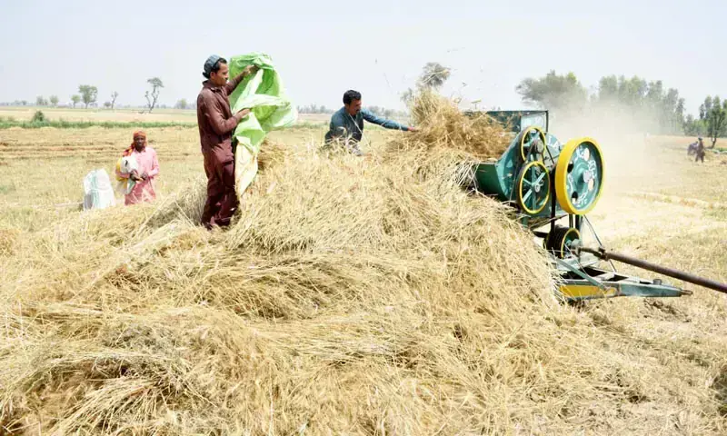 Farm workers threshing chaff in a field off Tandojam road as the wheat harvesting season comes to a close.&mdash;Photo by Umair Ali/File