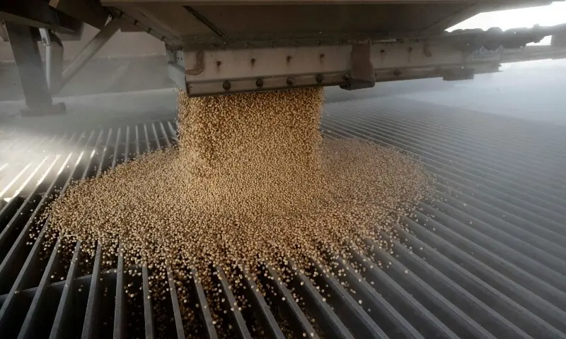 A load of soya beans is dumped into an elevator hopper during harvest season at Deerfield AG Services grain elevator facility in Massillon, Ohio, US on October 7, 2021. —Reuters/File A load of soya beans is dumped into an elevator hopper during harvest season at Deerfield AG Services grain elevator facility in Massillon, Ohio, US on October 7, 2021. —Reuters/File