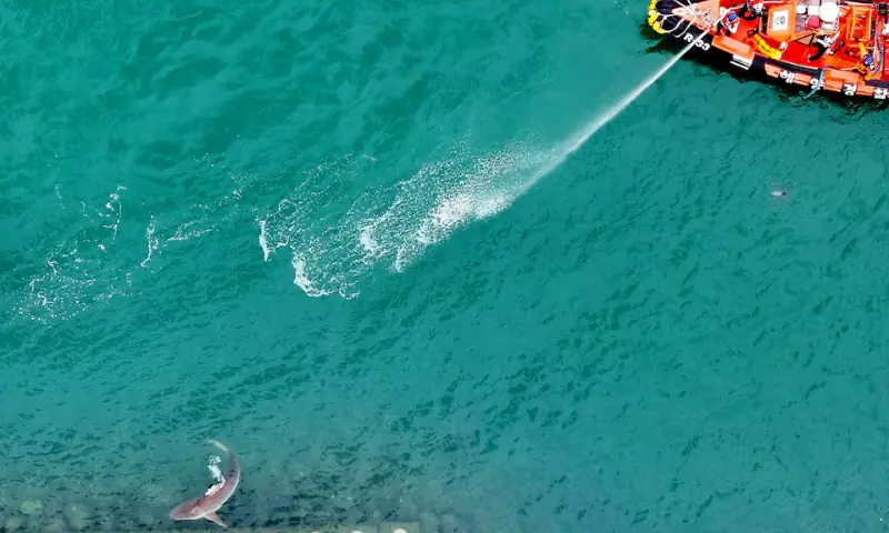 Firefighters guide a shark that has been trapped in a canal since September 18, to the outer sea in Busan, South Korea, on September 29, 2026. &mdash; Yonhap via Reuters