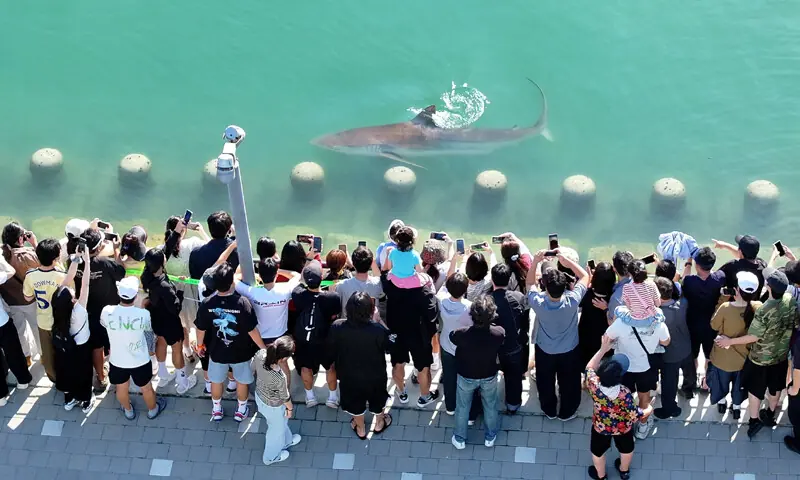SOUTH Koreans take pictures of a shark that has been trapped in a canal in Busan since Sept 18.—Reuters SOUTH Koreans take pictures of a shark that has been trapped in a canal in Busan since Sept 18.—Reuters