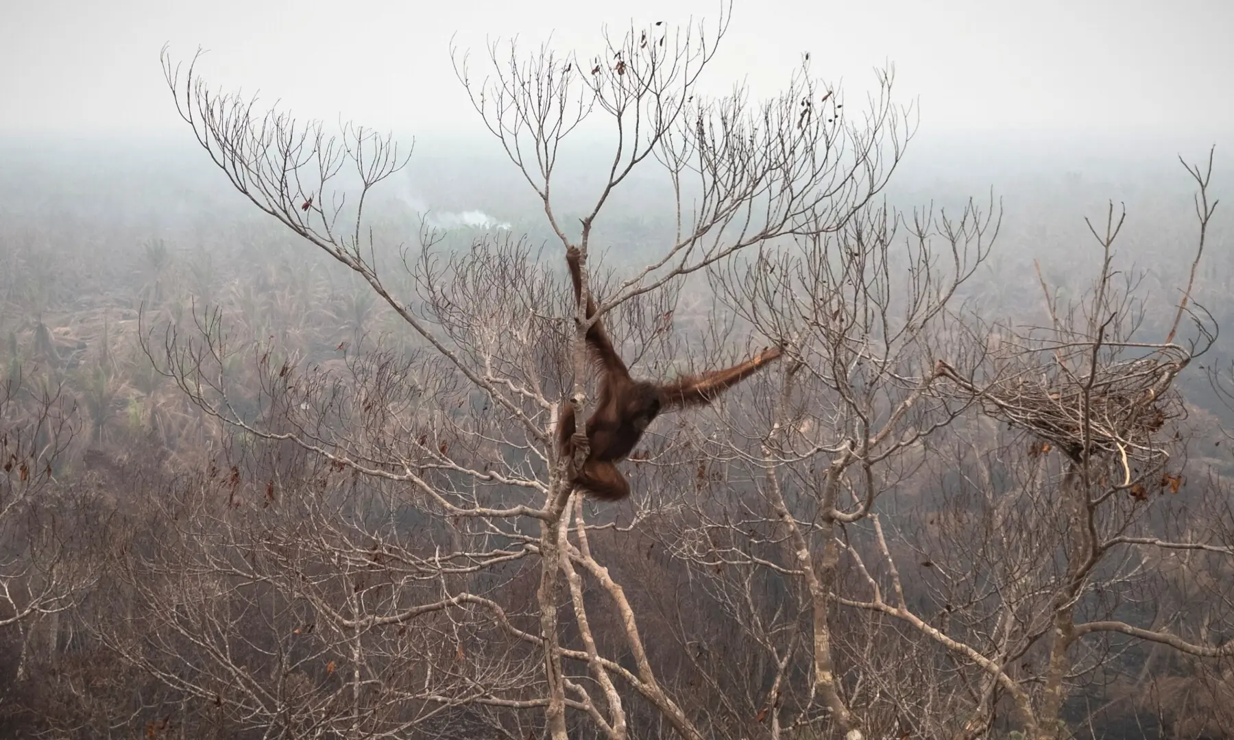 A drone view of an orangutan hanging on a tree inside a High Conservation Value (HCV) concession area of a palm-oil plantation affected by wildfires on September 30, 2026. &mdash;Reuters
