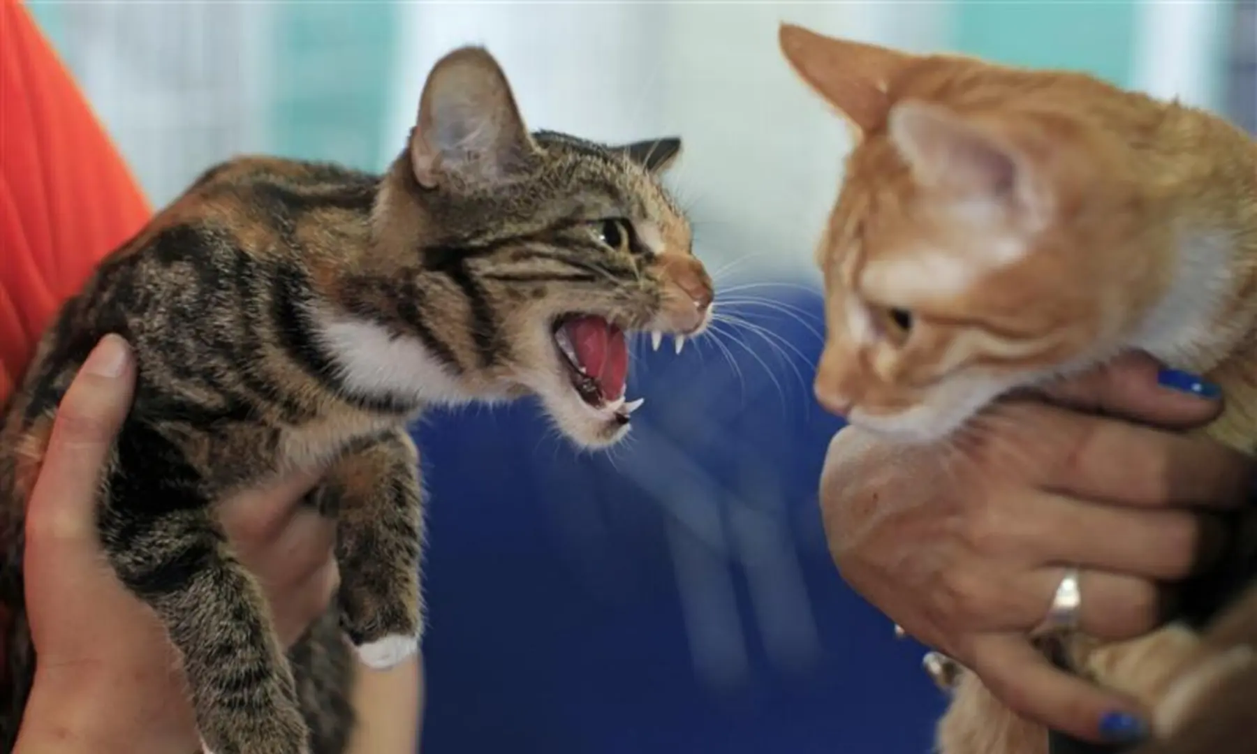 A European cat hisses at another cat during the Sofisticat International Autumn Cat Show in Bucharest, Romania, on Oct 1, 2011. — Reuters/File A European cat hisses at another cat during the Sofisticat International Autumn Cat Show in Bucharest, Romania, on Oct 1, 2011. — Reuters/File