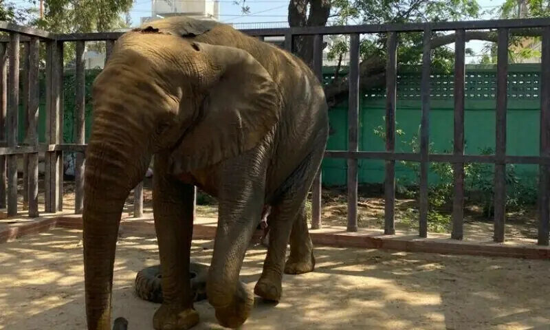 This photo shows elephant Madhubala at the Karachi Zoo. —Muzhira Amin/File This photo shows elephant Madhubala at the Karachi Zoo. —Muzhira Amin/File