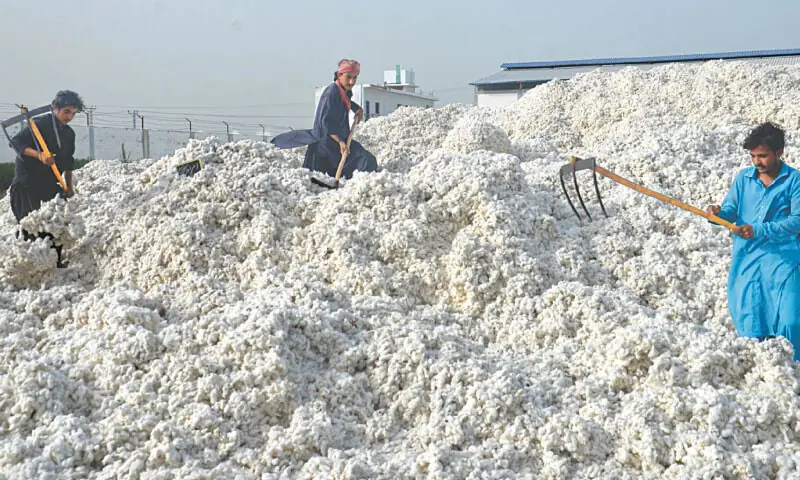 Workers spread out inorganic seed cotton to lower its level of moisture in a ginning factory in Hyderabad. —Photos by Umair Ali Workers spread out inorganic seed cotton to lower its level of moisture in a ginning factory in Hyderabad. —Photos by Umair Ali
