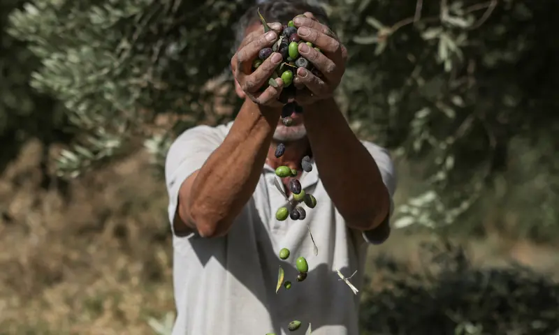 A Palestinian man scoops a handful of olives at an olive tree field during the harvest season, near the controversial Israeli separation wall, in the village of Beit Awwa, west of Hebron City in the Israeli-occupied West Bank on Oct 15, 2026. — AFP