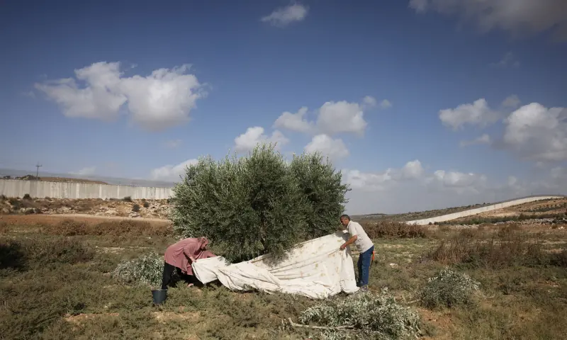 Palestinians pick their olives during the harvest season at a field, near the controversial Israeli separation wall, in the village of Beit Awwa, west of Hebron City in the Israeli-occupied West Bank on October 15, 2026. — AFP
