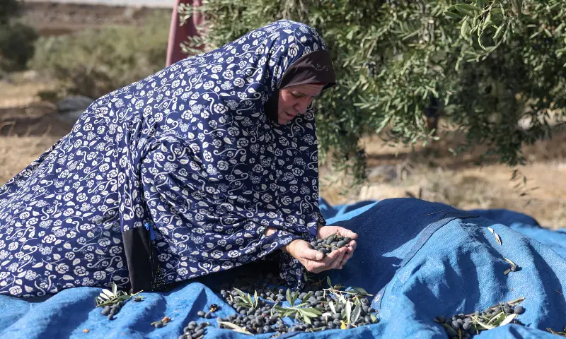 A Palestinian woman scoops a handful of olives at an olive tree field during the harvest season, near the controversial Israeli separation wall, in the village of Beit Awwa, west of Hebron City in the Israeli-occupied West Bank on October 15, 2026. — AFP
