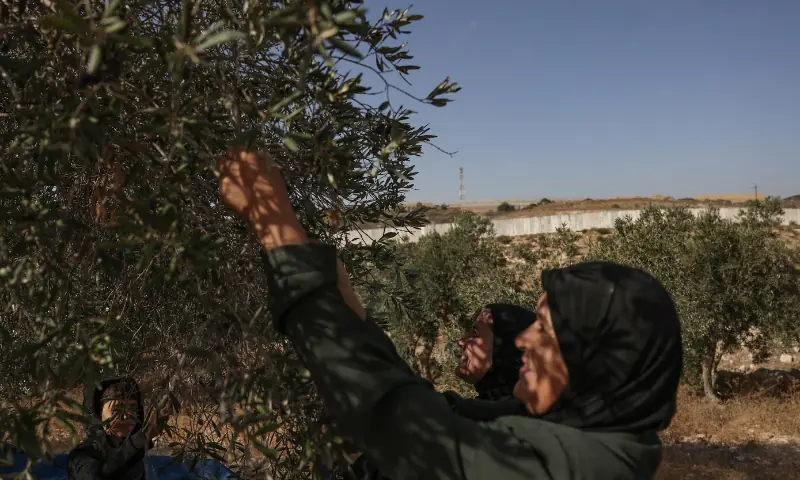Palestinians pick their olives during the harvest season at a field, near the controversial Israeli separation wall, in the village of Beit Awwa, west of Hebron City in the Israeli-occupied West Bank on Oct 15, 2026. — AFP