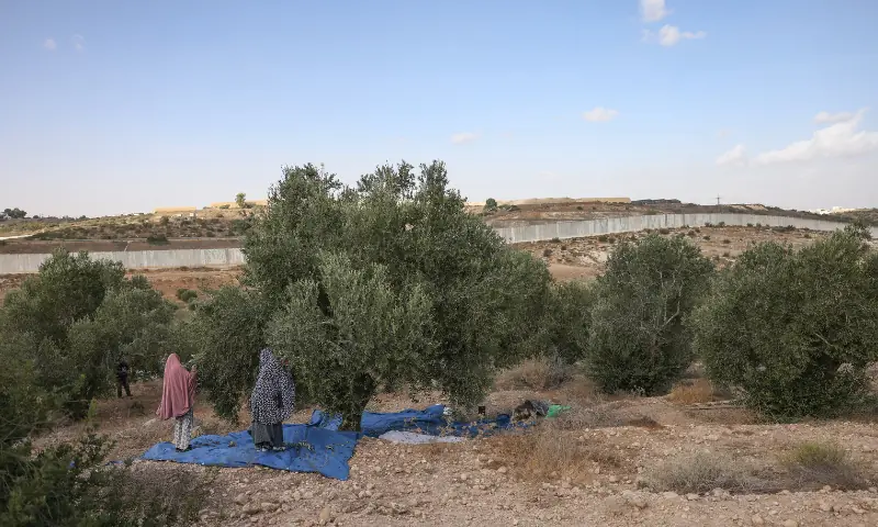 Palestinians pick their olives during the harvest season at a field, near the controversial Israeli separation wall, in the village of Beit Awwa, west of Hebron City in the Israeli-occupied West Bank on Oct 15, 2026. — AFP