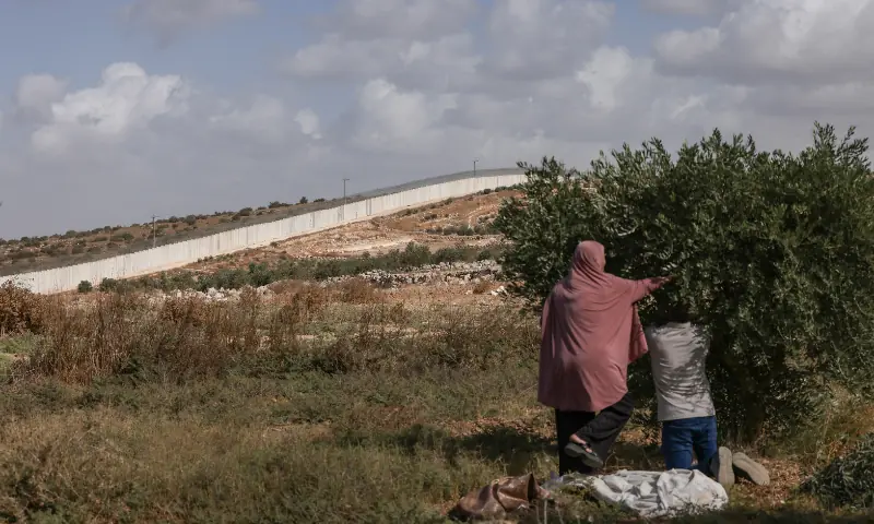Palestinians pick their olives during the harvest season at a field, near the controversial Israeli separation wall, in the village of Beit Awwa, west of Hebron City in the Israeli-occupied West Bank on October 15, 2026. — AFP