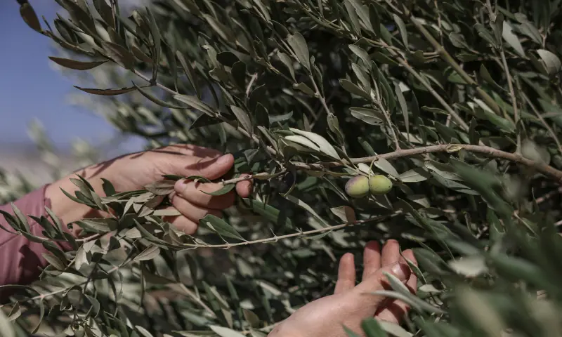 A Palestinian woman picks olives during the harvest season at a field, near the controversial Israeli separation wall, in the village of Beit Awwa, west of Hebron City in the Israeli-occupied West Bank on October 15, 2026. — AFP A Palestinian woman picks olives during the harvest season at a field, near the controversial Israeli separation wall, in the village of Beit Awwa, west of Hebron City in the Israeli-occupied West Bank on October 15, 2026. — AFP