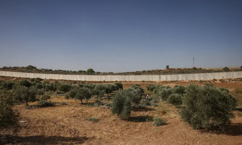 A Palestinian man is seen at an olive tree field during the harvest season, near the controversial Israeli separation wall, in the village of Beit Awwa, west of Hebron City in the Israeli-occupied West Bank on Oct 15, 2026. — AFP