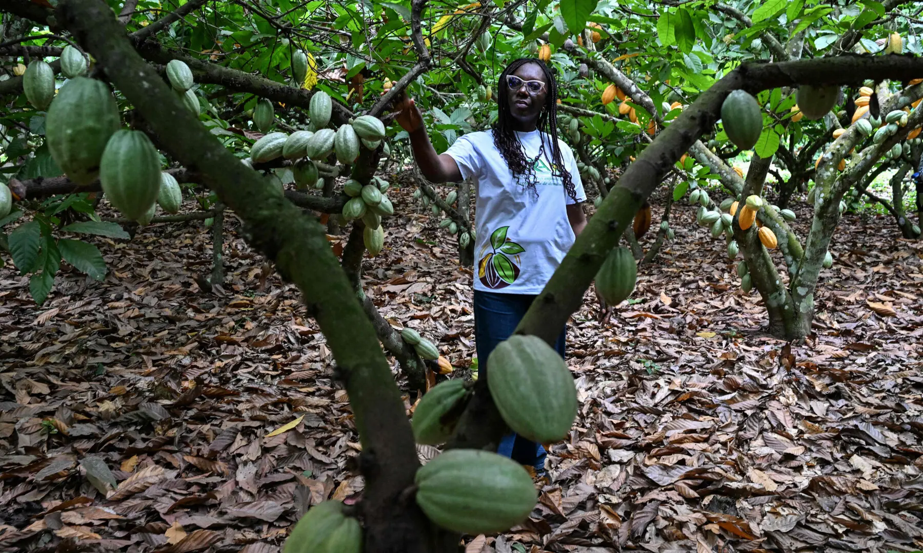 Maryse Assi, a National Center for Agronomic Research (CNRA) agronomist poses for a photograph in a cocoa seed field near Divo, on Sept 15, 2026. — AFP
