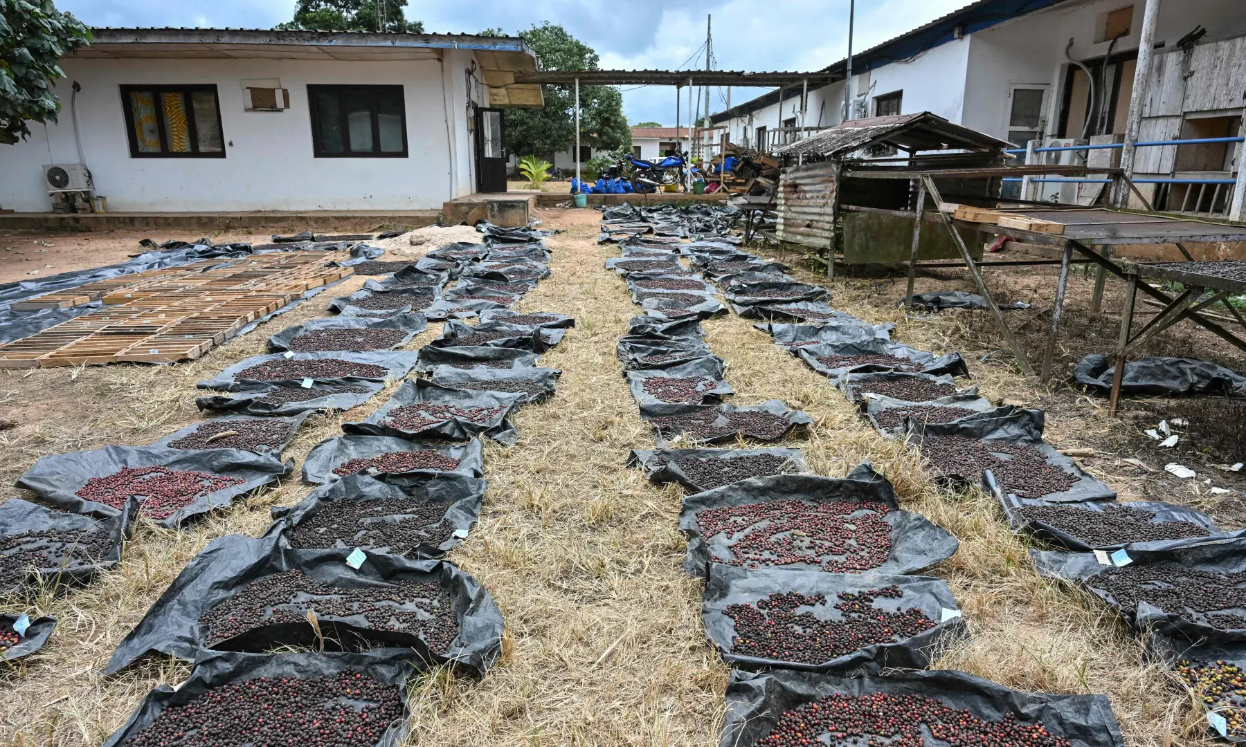 A general view of Sun-dried cofffe beans near Divo, on Sept 15, 2026. — AFP