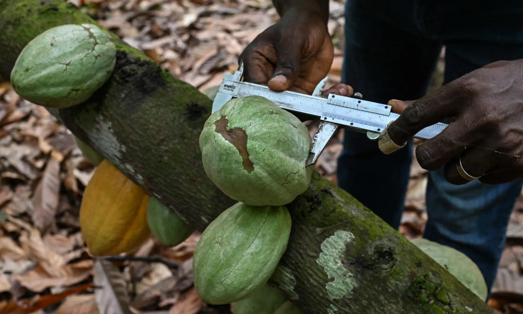 An Ivorian researcher measures cocoa pods on trees in a cocoa seed field belonging to the National Centre for Agronomic Research (CNRA) near Divo, on Sept 15, 2026. — AFP