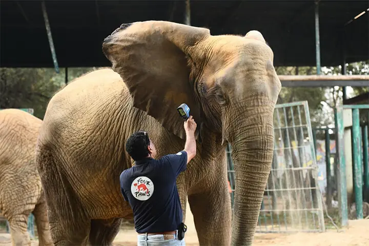 Dr Amir Khalil takes a closer look at the elephant Madhubala&rsquo;s wound near eye. &mdash;Four Paws