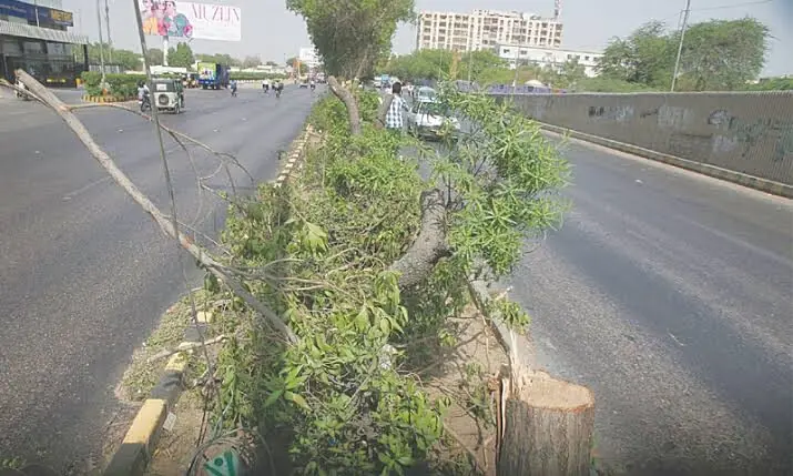 Official says TMC carried out tree plantation drive on NHA land despite being informed of road widening plan.--Dawn/File