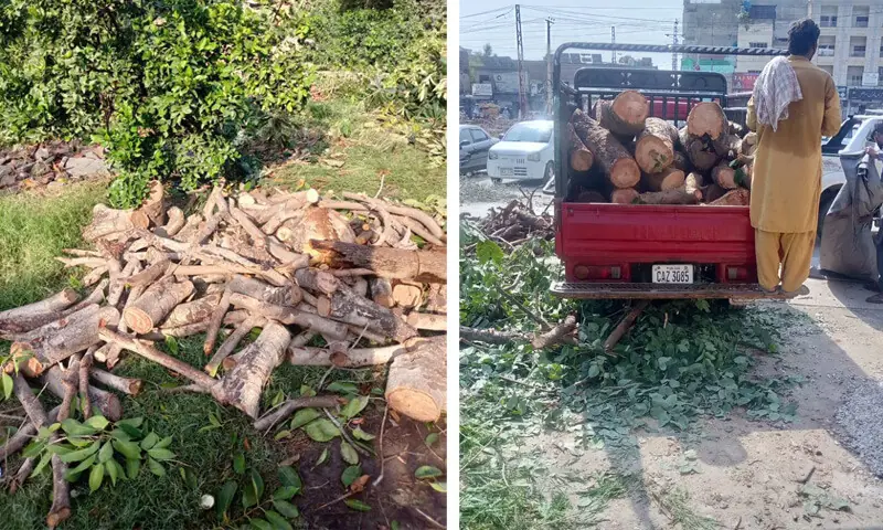 A pile of logs and tree branches cut inside the premises of Civil Club Chakwal on Oct 13 and 14. In the other photo, a loader vehicle is seen carrying freshly cut logs from the premises. — Dawn A pile of logs and tree branches cut inside the premises of Civil Club Chakwal on Oct 13 and 14. In the other photo, a loader vehicle is seen carrying freshly cut logs from the premises. — Dawn