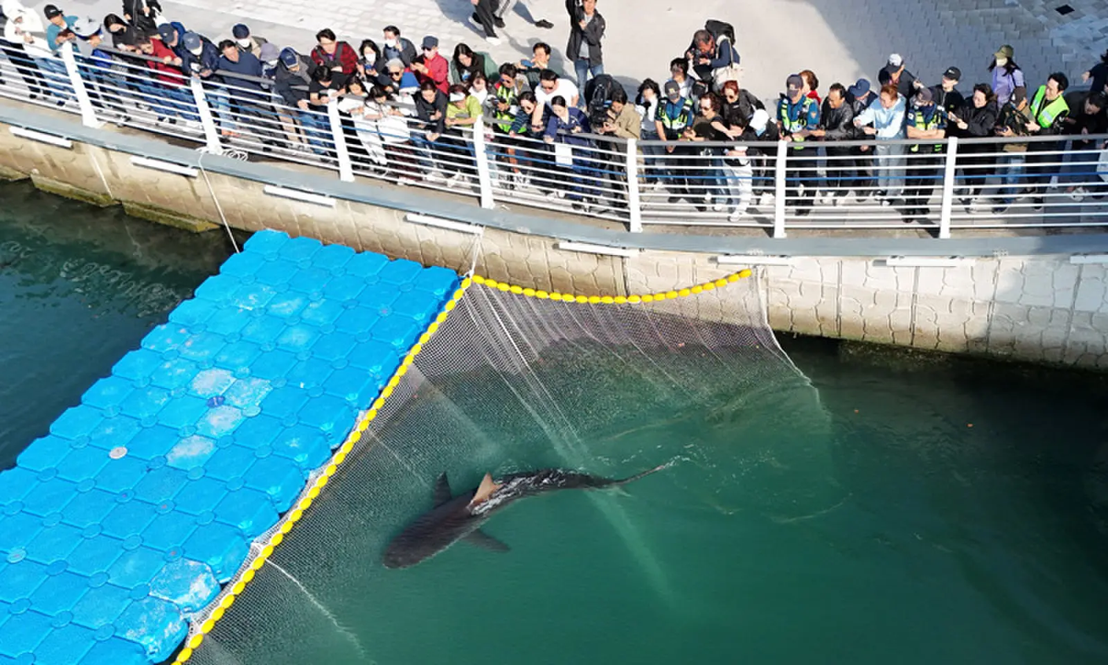 A DRONE view of a shark swimming during an operation in Busan, South Korea, to guide it out of a canal.&mdash;Reuters