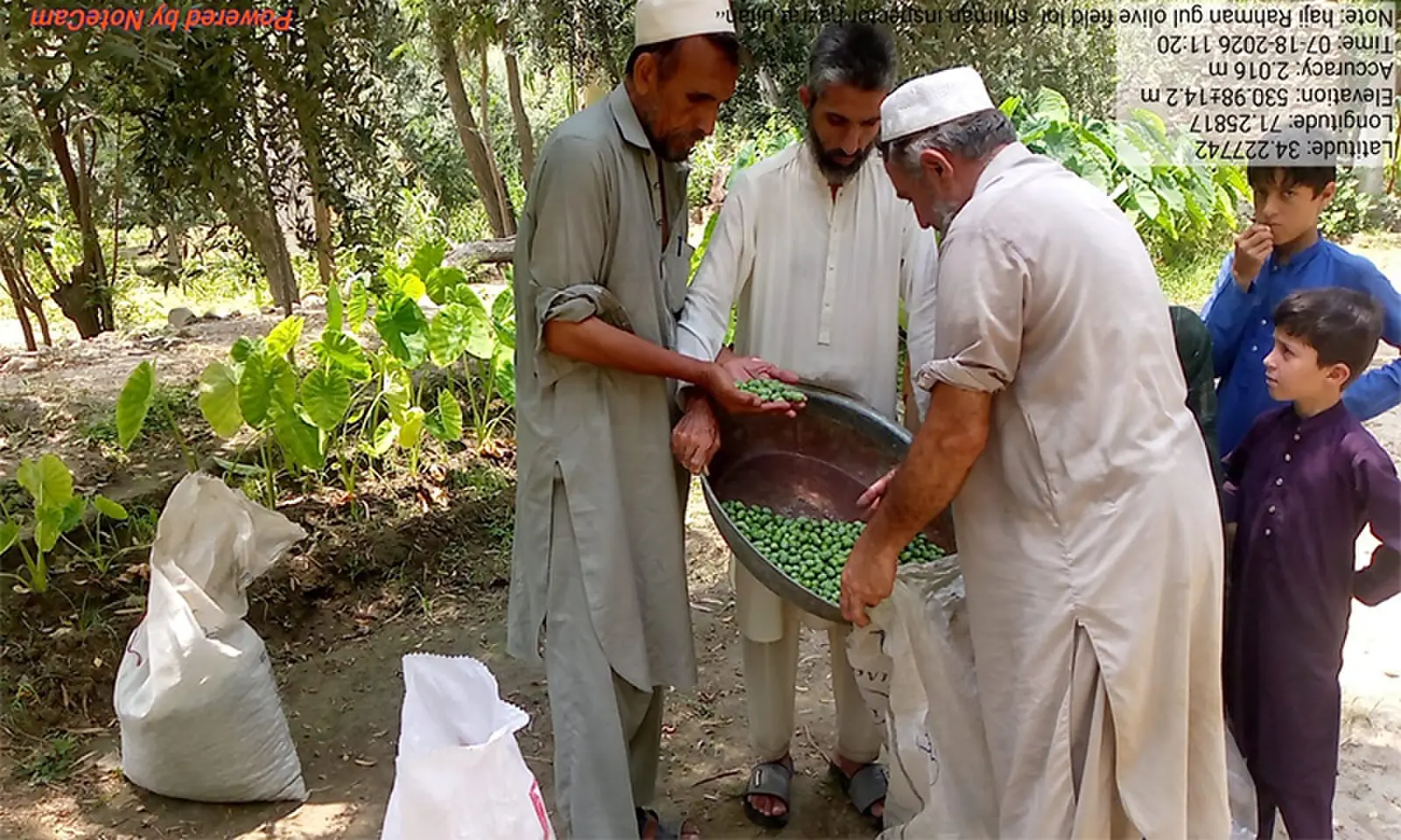 Farmers put freshly harvested olives in a plastic bag in Loe Shalman area of Landi Kotal. — Dawn Farmers put freshly harvested olives in a plastic bag in Loe Shalman area of Landi Kotal. — Dawn