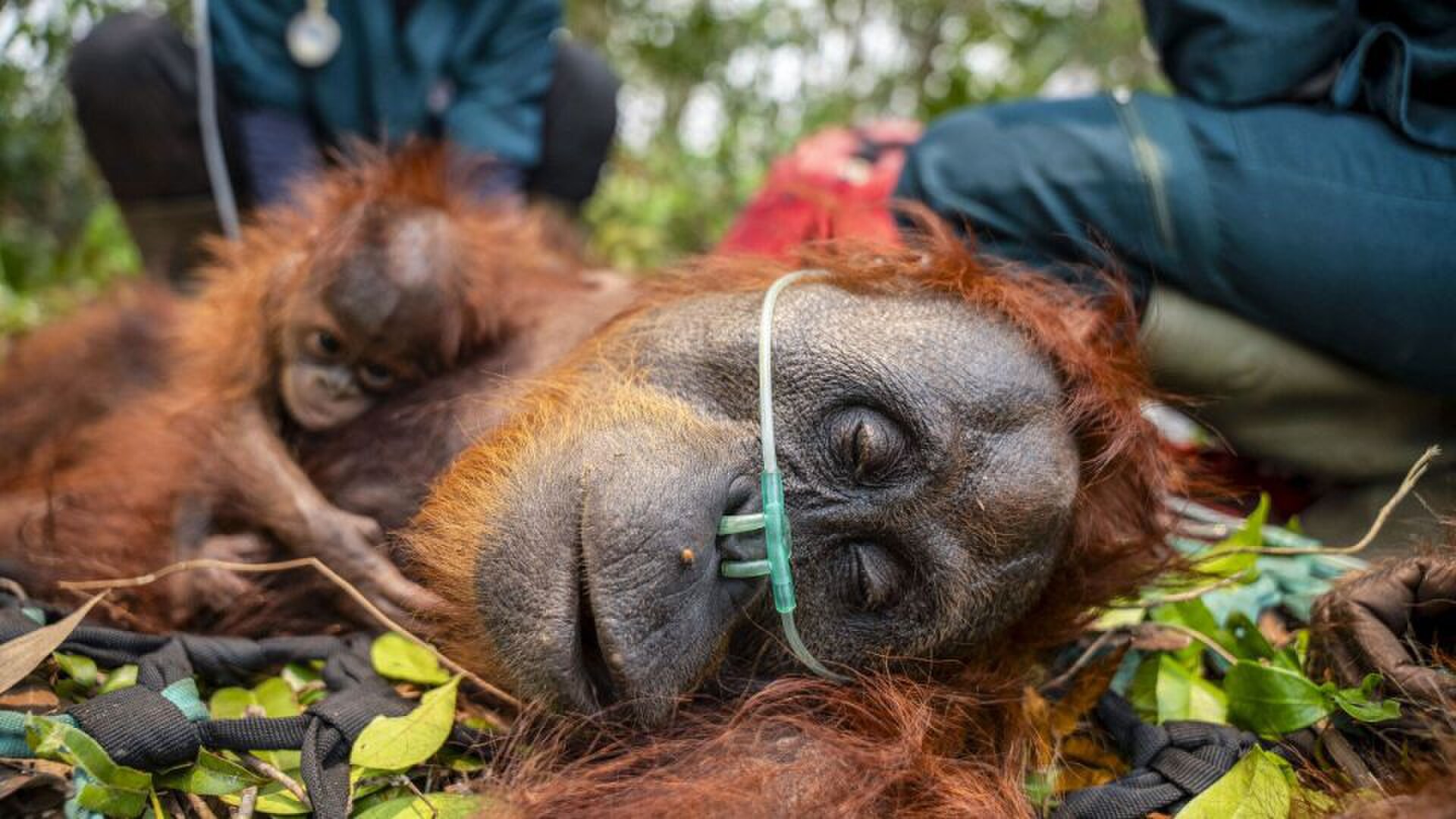 This handout image taken on September 18, 2026 and released on September 19 by Indonesia's Ministry of Forestry and International Animal Rescue Indonesia (YIARI) shows a mother orangutan and her baby being evacuated by joint team in Pelang village, Ketapang, West Kalimantan. &mdash;AFP/File