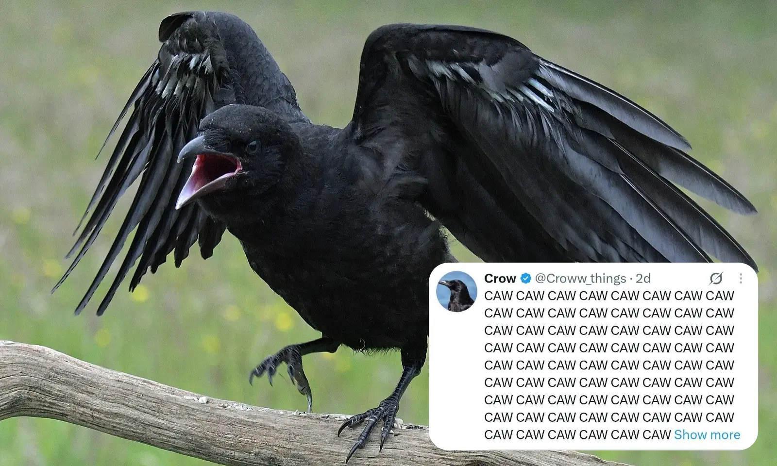 Birds are fighting on X and we think the internet might have lost the plot