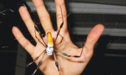 Infotainment: Daddy longlegs
