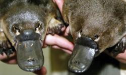 Discovery: Extinct ‘Godzilla’ platypus found in Australia