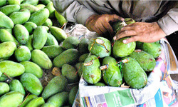 پاکستان آموں کا معیار بہتر بنائے، یورپی یونین کی تنبیہ