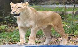 Zoo&rsquo;s new lions, a &lsquo;sign&rsquo; Ivory Coast is moving out  of crisis