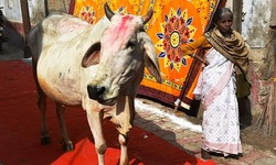 'ہندو گائے کا گوشت کھاتے تھے'
