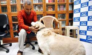 پالتو کتا گھریلو تشدد کے مقدمے سے بری