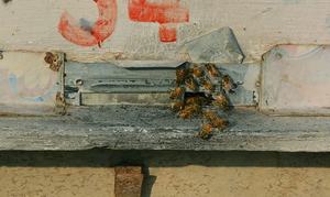 From modest farms to millions: Peshawar's neglected honey industry