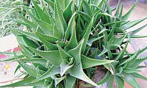 کوار گندل کے طبی فوائد