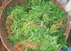 Greens are good for you