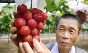 انگور کا ایک خوشہ 11 لاکھ روپے میں فروخت