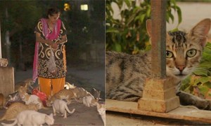 17سال سے کراچی کی بلیوں کی &rsquo;میزبان&lsquo; خاتون