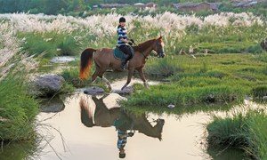 For the love of horses and calm environs