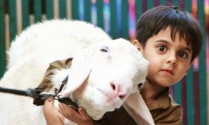13 times Pakistanis were ridiculously obsessed with their bakras