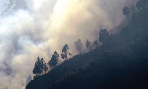 Vast forest gutted as wildfire breaks out in Lower Dir